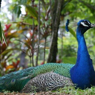 birds1_0188
