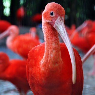 birds1_0191