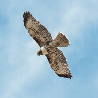 birds1_0192