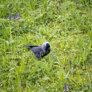 birds1_0198