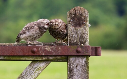 birds1 0209