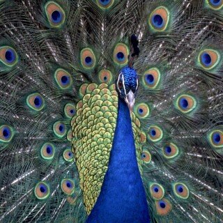 birds1_0219