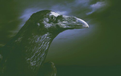 birds1 0226