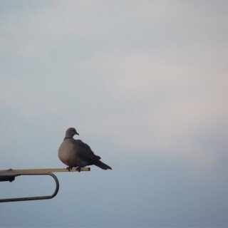 birds1_0234