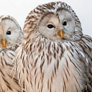 birds1_0235