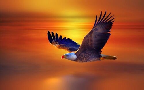 birds1 0259