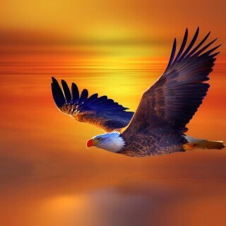 birds1_0259
