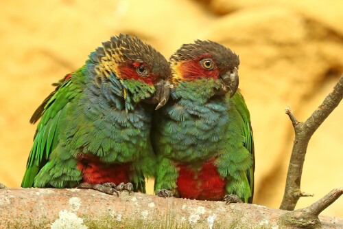 birds1 0261