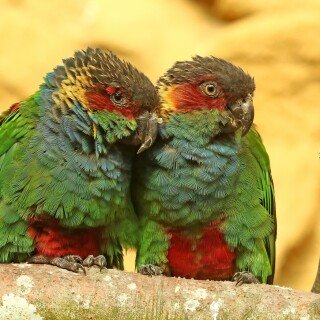 birds1_0261