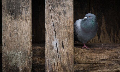 birds1 0262