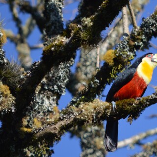 birds1_0273