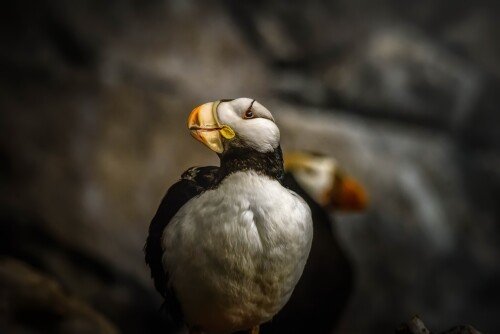 birds1 0275