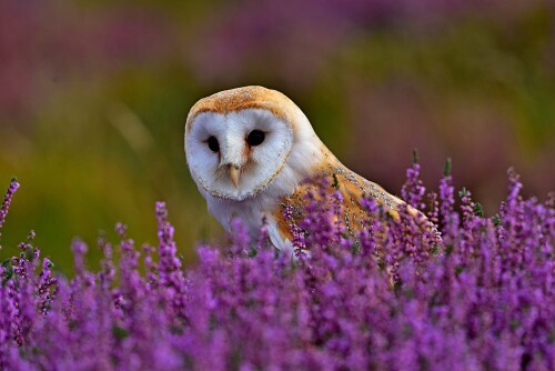 birds1 0282