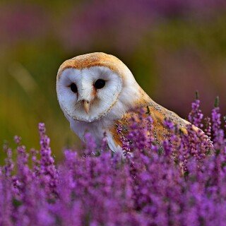 birds1_0282