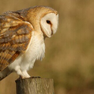 birds1_0286