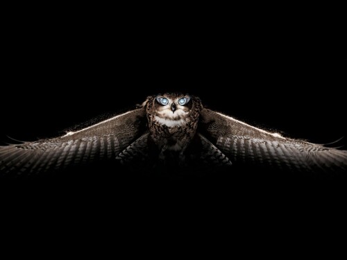 birds1_0288.jpg