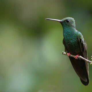 birds1_0290