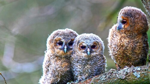 birds1 0292