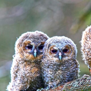 birds1_0292