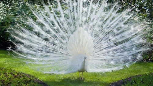 birds1 0303