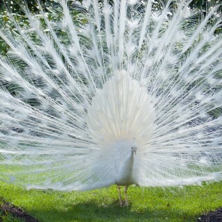 birds1_0303