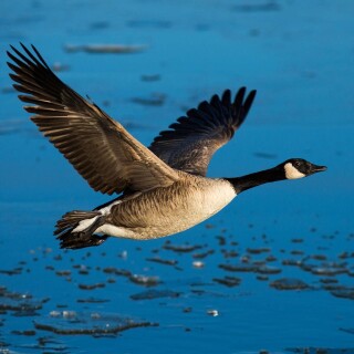birds1_0309