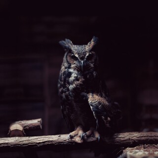 birds1_0317
