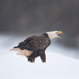 birds1_0321