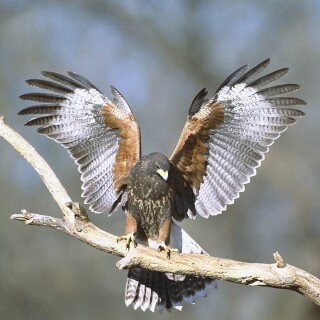 birds1_0330