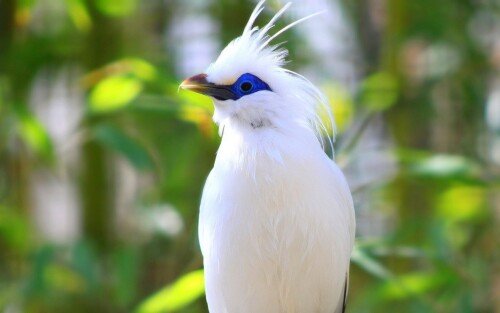 birds1 0340