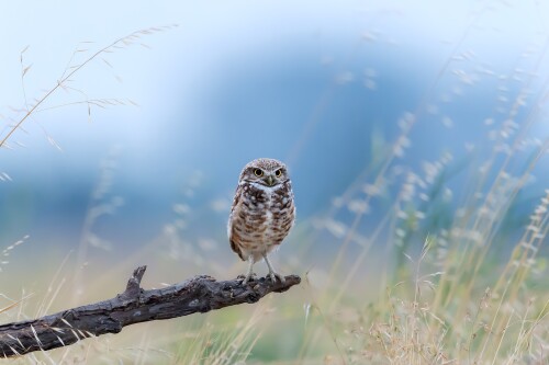 birds1 0352