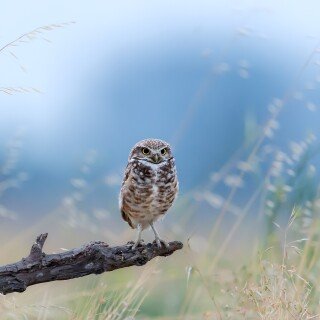 birds1_0352