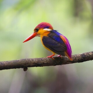 birds1_0358