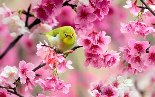 birds1 0359