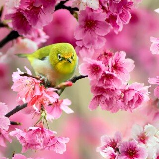 birds1_0359