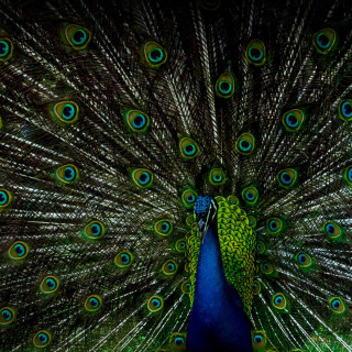birds1_0361