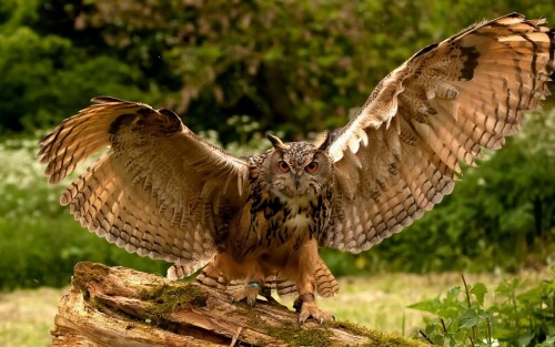 birds1_0370.jpg