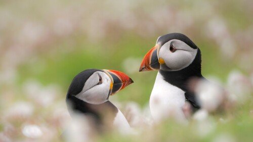 birds1 0372