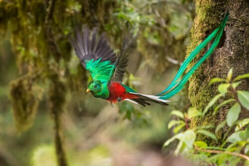 birds1 0375