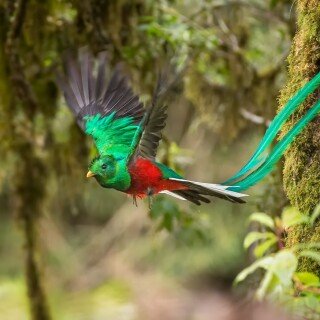 birds1_0375