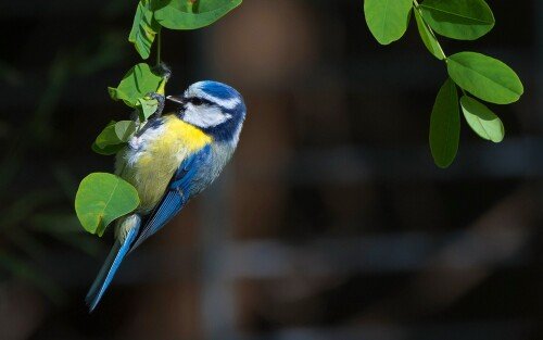 birds1 0378