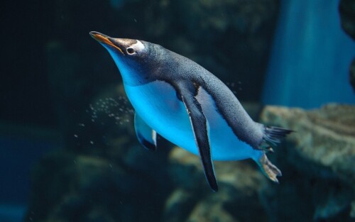 birds1_0385.jpg