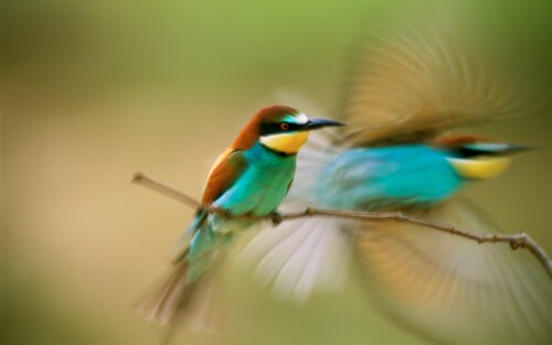 birds1 0394