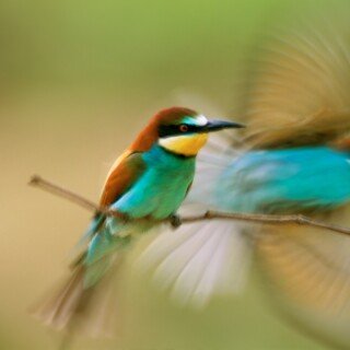 birds1_0394
