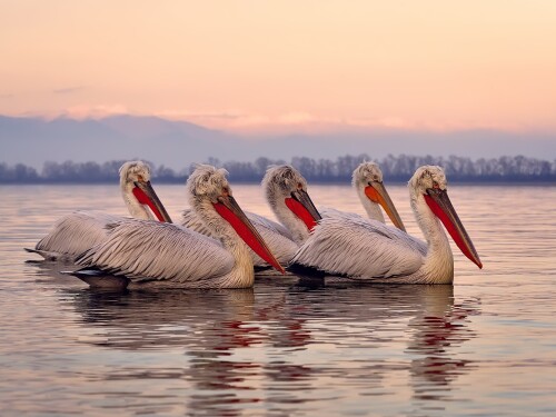 birds1 0398