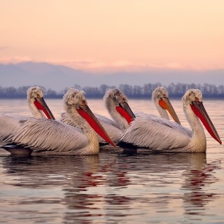birds1_0398