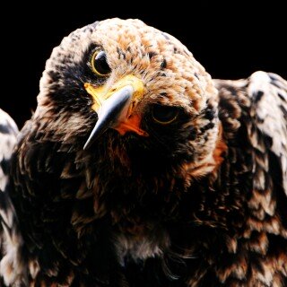 birds1_0403