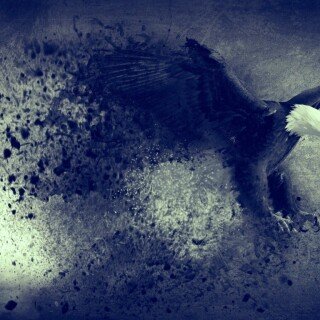 birds1_0407