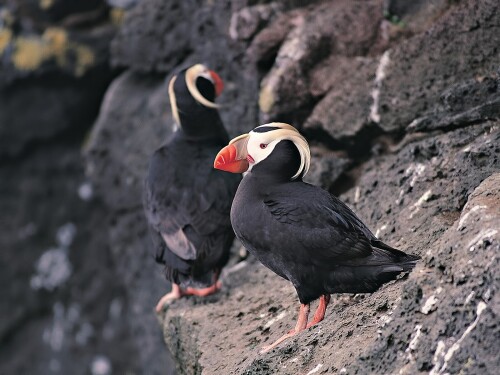 birds1 0411