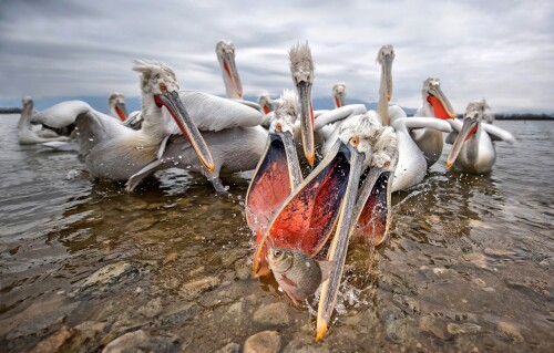 birds1 0412